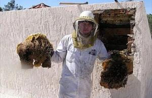 Casa Grande Bee Removal employee holding removed comb